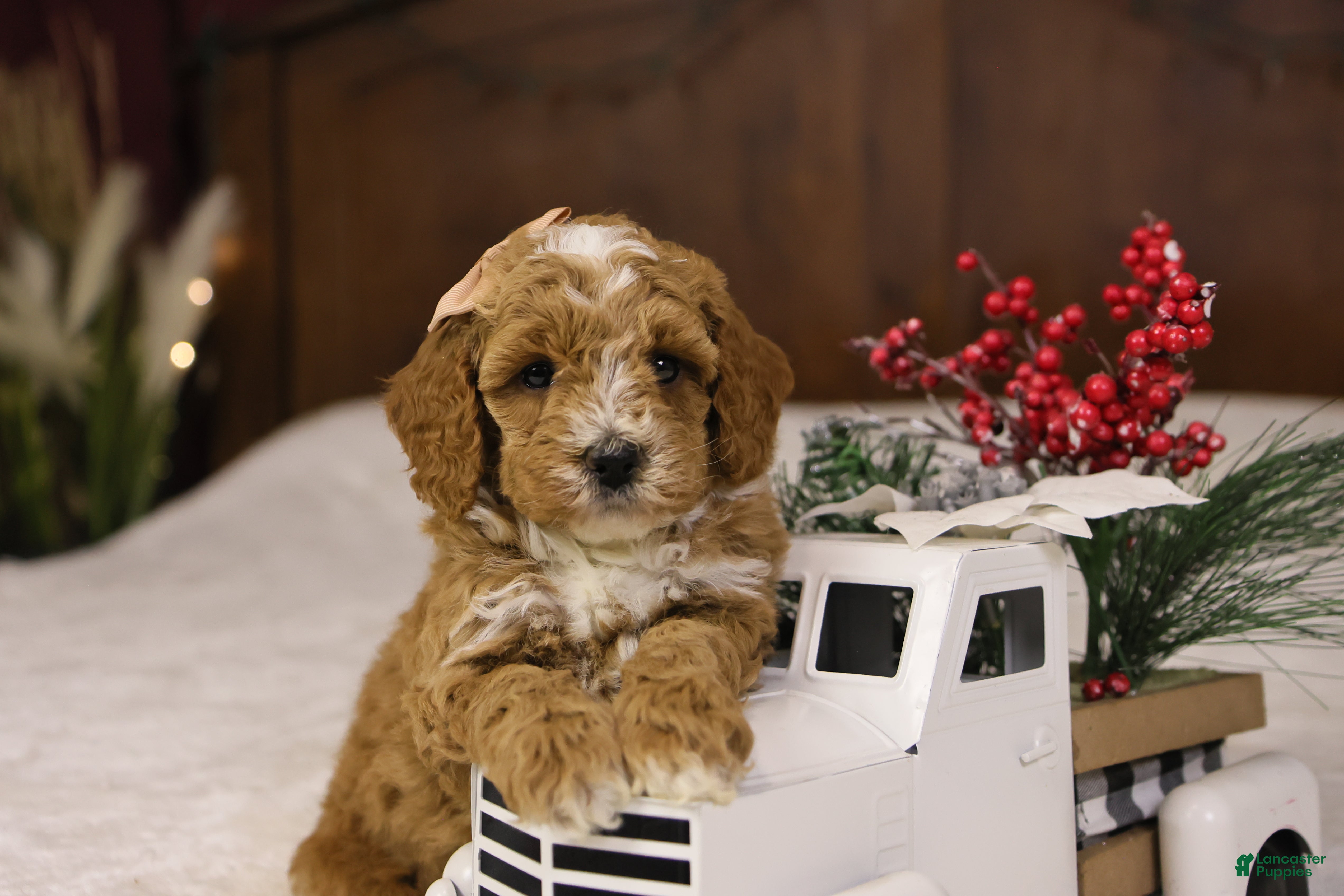 Goldendoodle dogs Twinkle - Ad 37