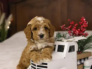 Goldendoodle dogs Twinkle - Ad 19