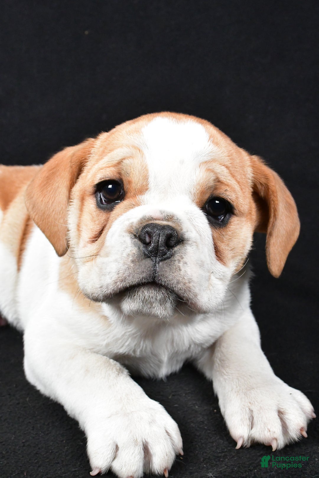 Mixed Breed dogs for sale: Diesel - Ad 7