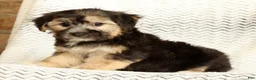 Yochon dogs for sale: Stella - Ad 6