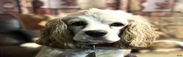 Cocker Spaniel dogs for sale: Cocker Spaniel Puppy 5 Female - Ad 4