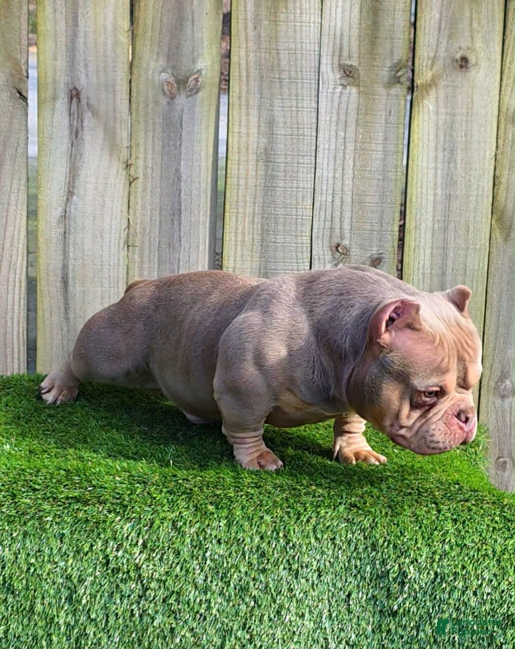 American Bully dogs American Bully 4 - Ad 1