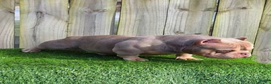 American Bully 4