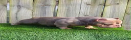American Bully dogs for sale: American Bully 4 - Ad 1