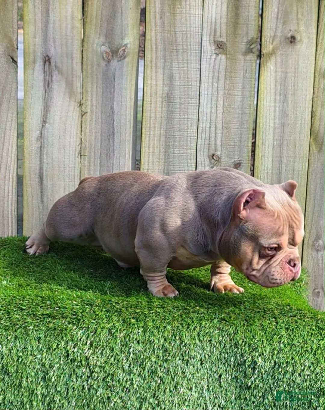 American Bully dogs for sale: American Bully 4 - Ad 1
