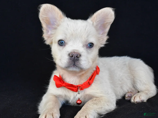 French Bulldog dogs - Ad 25