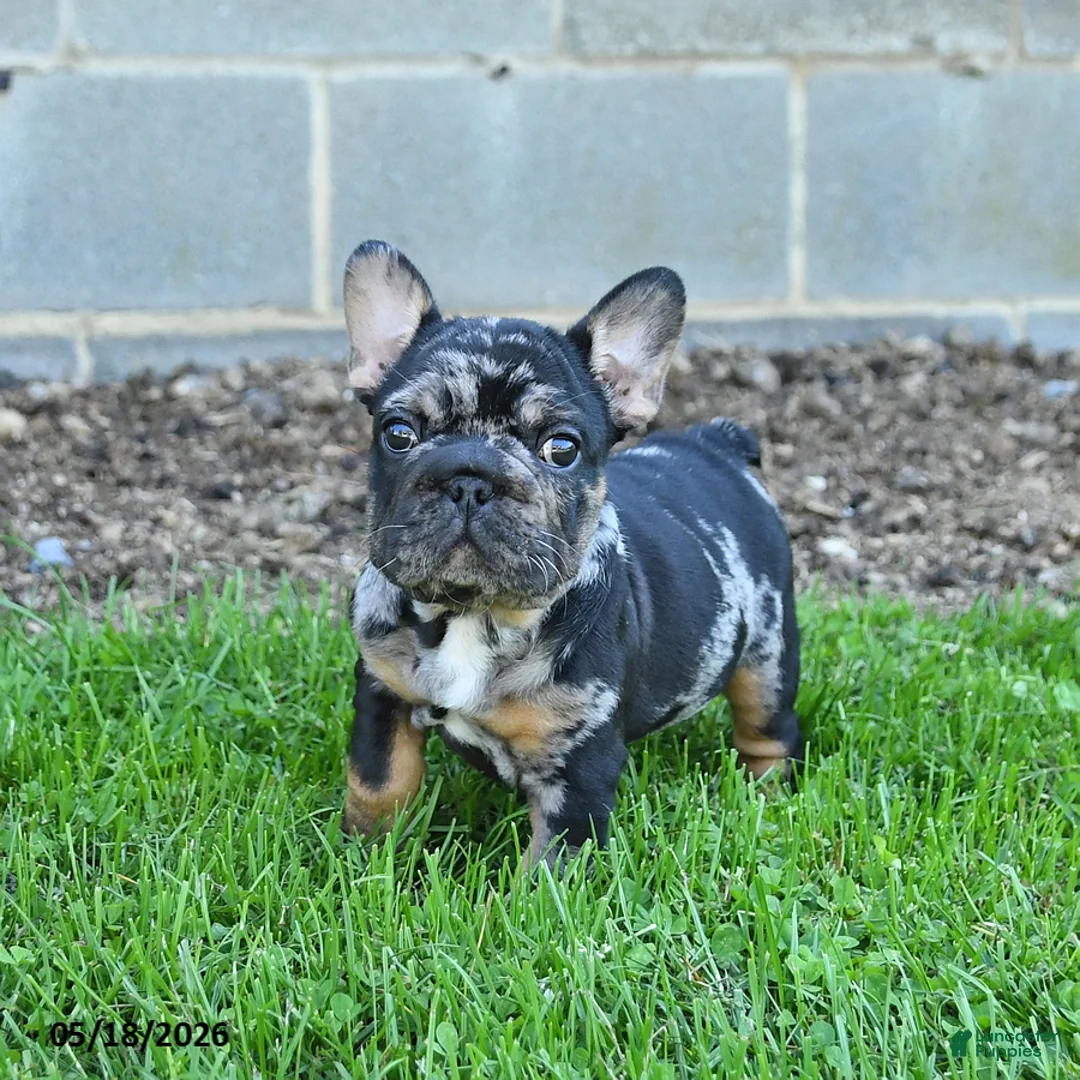 French Bulldog dogs for sale: Cleo - Ad 1
