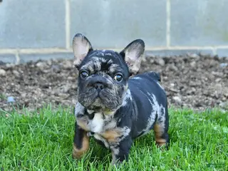 French Bulldog dogs for sale: Cleo - Ad 3