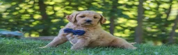 Mixed Breed dogs for sale: Jamal - Ad 2