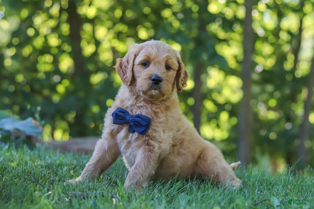 Mixed Breed dogs for sale: Jamal - Ad 2