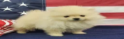 Pomeranian dogs for sale: Wynette - Ad 5