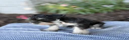 Miniature Schnauzer dogs for sale: Tereesa - Ad 6