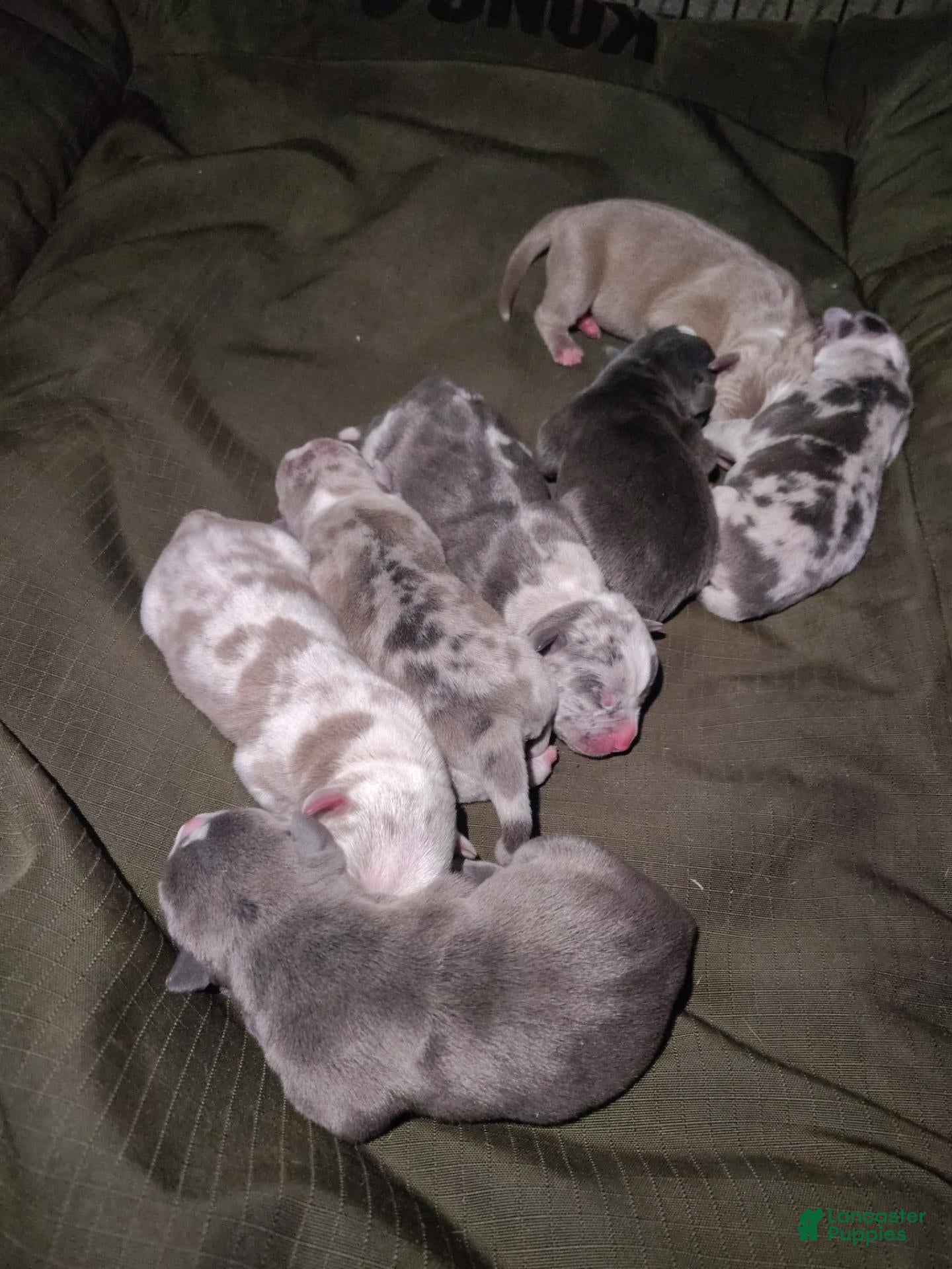 American Bully dogs American Bully 1 - Ad 1
