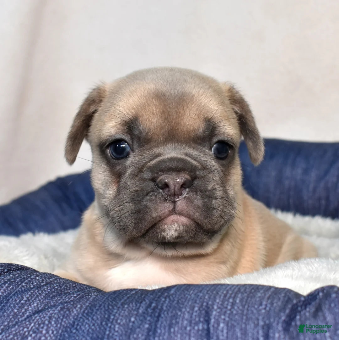 French Bulldog dogs for sale: Weston - Ad 1