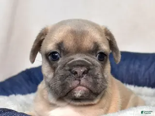 French Bulldog dogs for sale: Weston - Ad 1