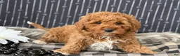 Cavapoo dogs for sale: Donovan - Ad 7