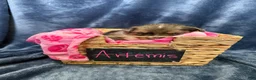Mixed Breed dogs for sale: Artemis  - Ad 2