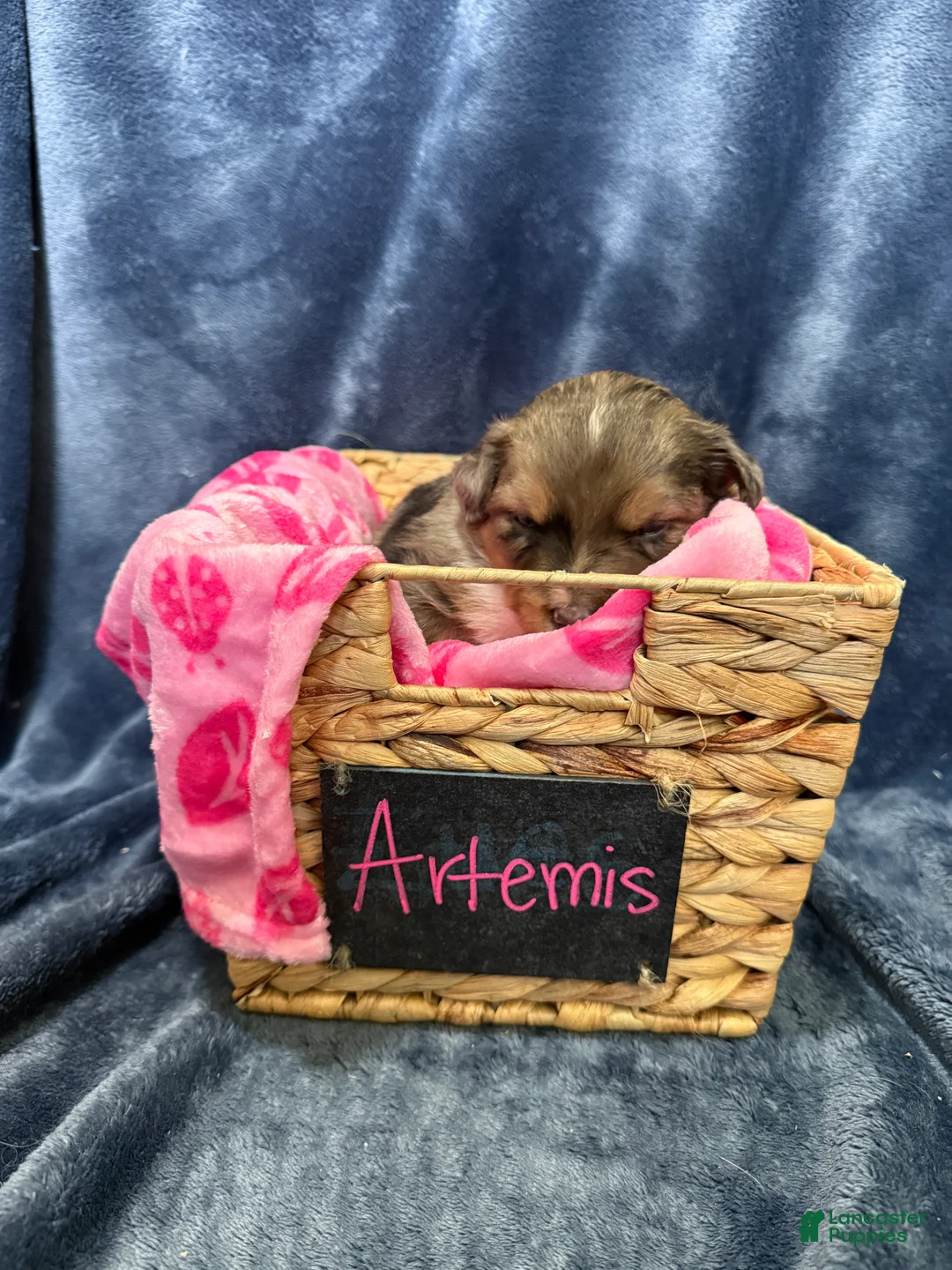 Mixed Breed dogs for sale: Artemis  - Ad 2