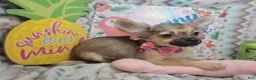 Chihuahua dogs for sale: Fawna LH (4 1/2 lbs) - Ad 3