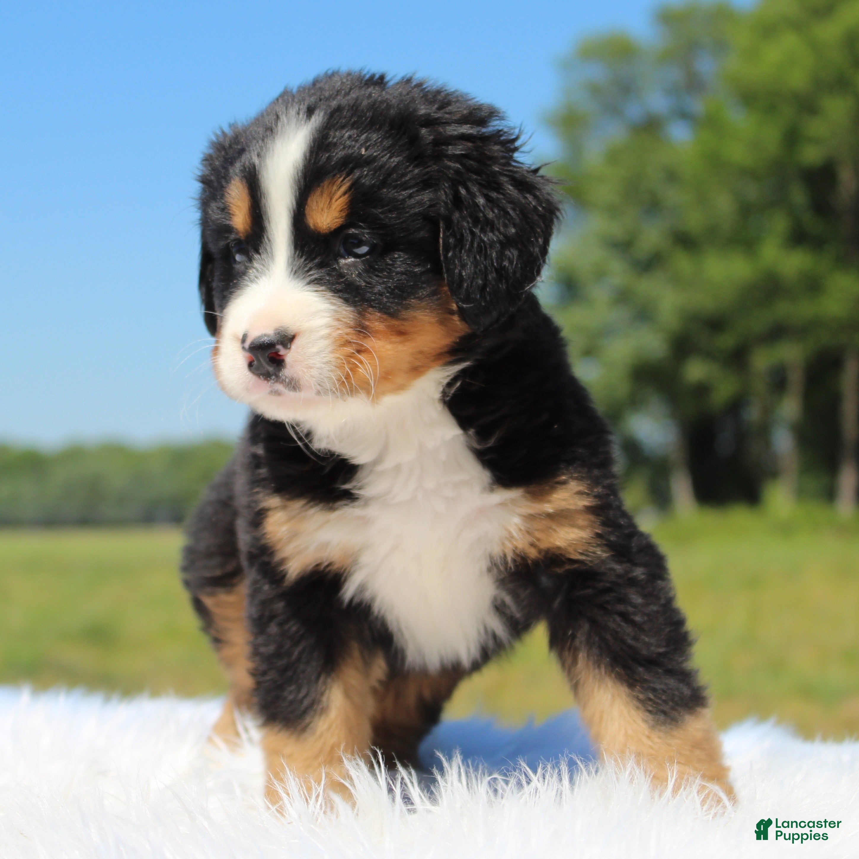 Bernese Mountain Dog dogs Teddy - Ad 2