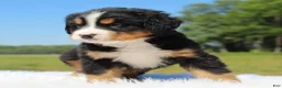 Bernese Mountain Dog dogs for sale: Teddy - Ad 2