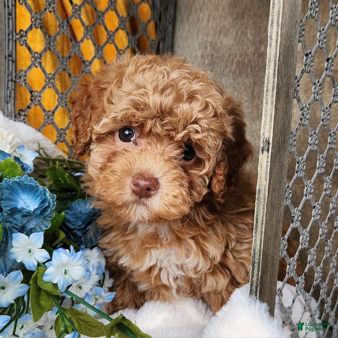 Toy Poodle dogs for sale: Penny - Ad 5