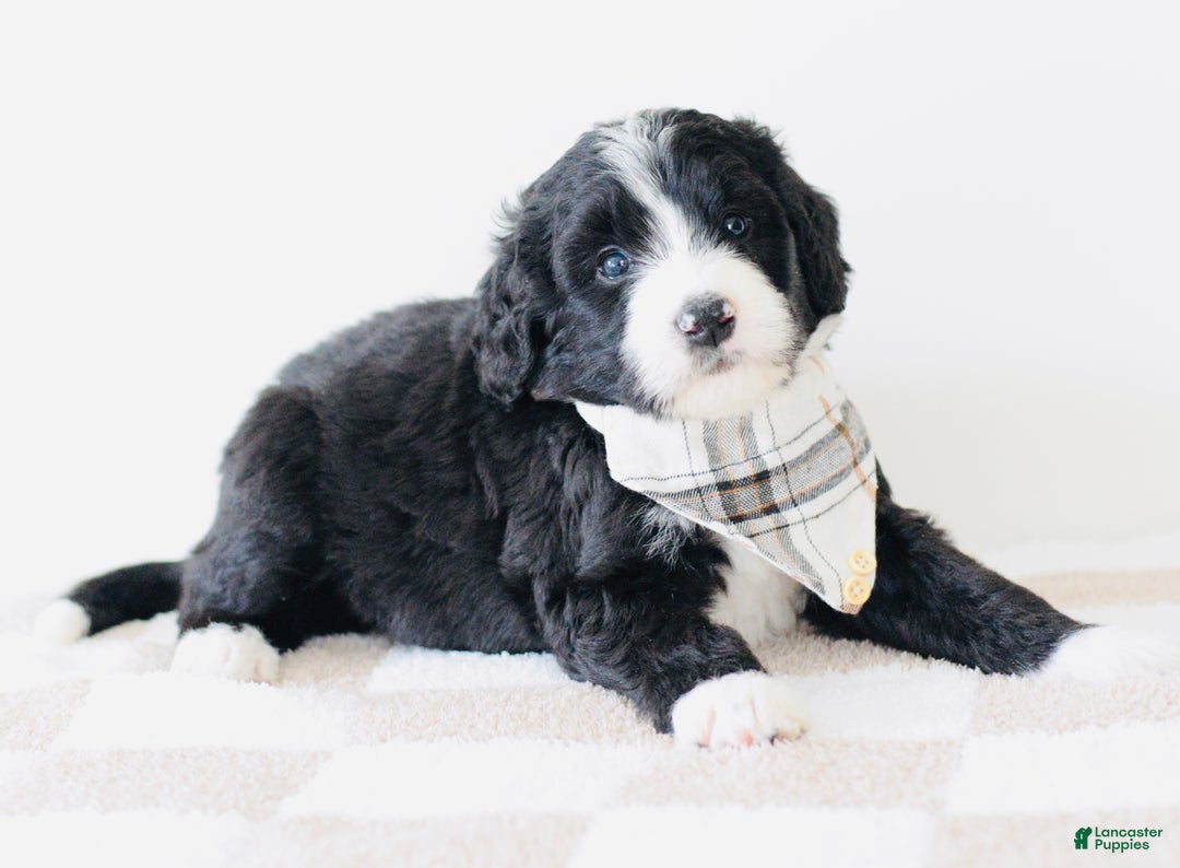 Bernedoodle dogs for sale: Beanie  - Ad 3