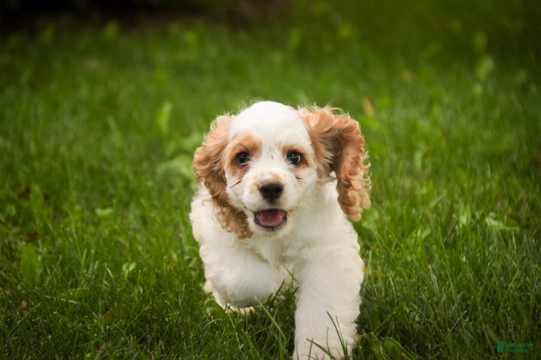 Cocker Spaniel dogs Ash Cocker Spaniel  - Ad 2
