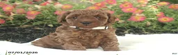 Miniature Poodle dogs for sale: Emmie - Ad 2