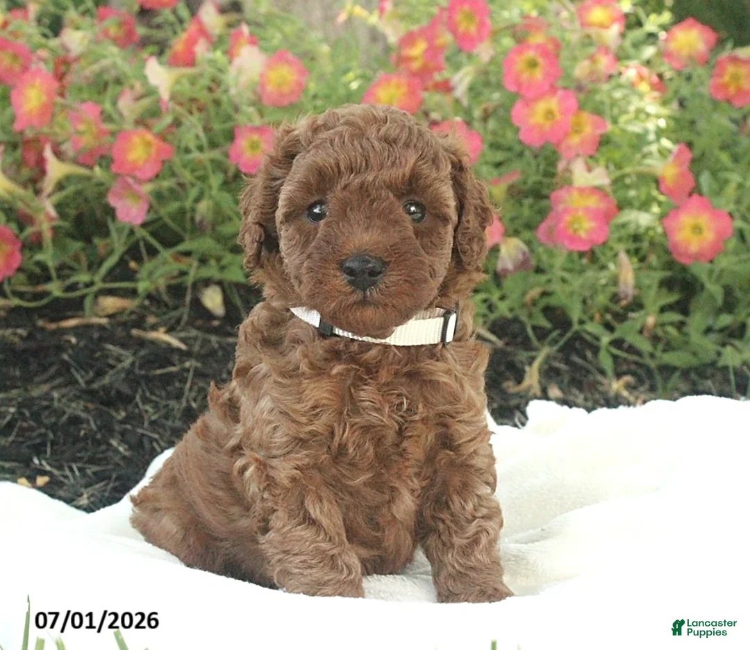Miniature Poodle dogs for sale: Emmie - Ad 2