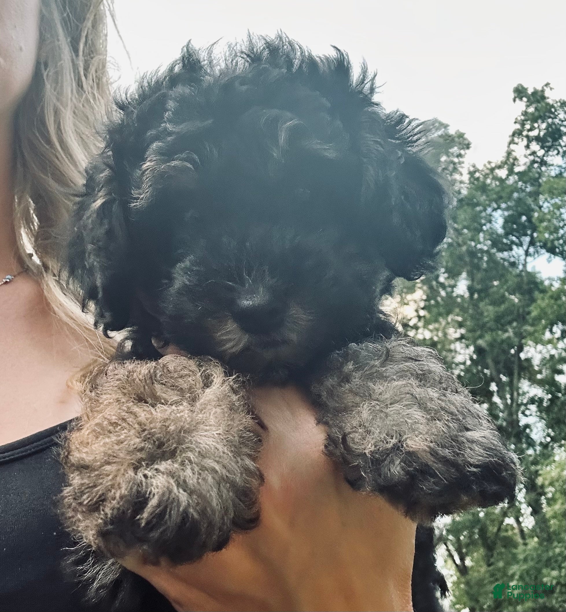 Toy Poodle dogs Toy Poodle 1 - Ad 1