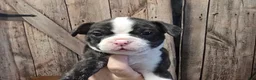 Mixed Breed dogs for sale: Frenchton female #1 - Ad 20