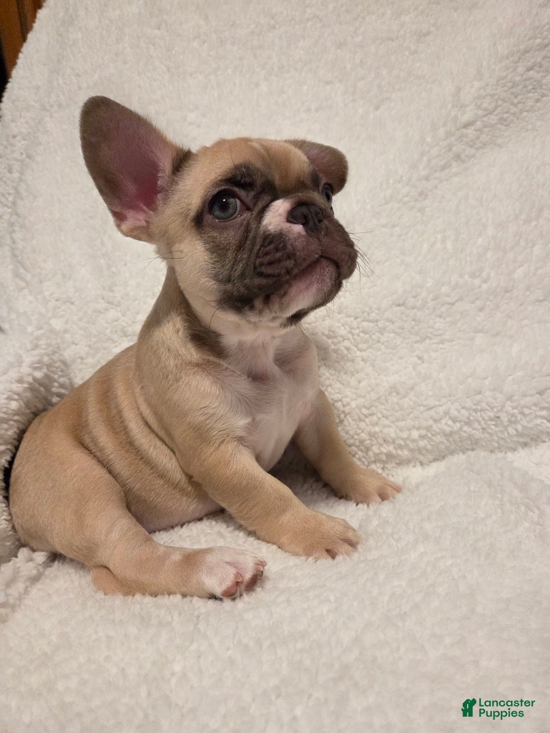 French Bulldog dogs for sale: French Bulldog Puppy 2 - Ad 4