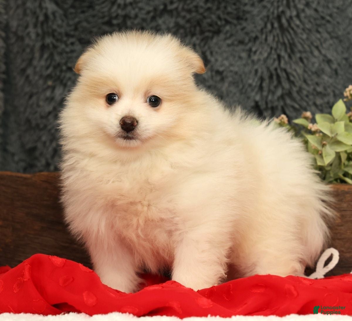 Pomeranian dogs Chief - Ad 1