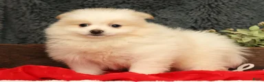 Chief