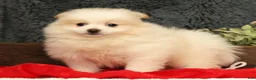 Pomeranian dogs for sale: Chief - Ad 1