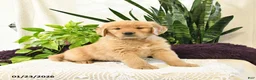 Golden Retriever dogs for sale: Toby - Ad 2