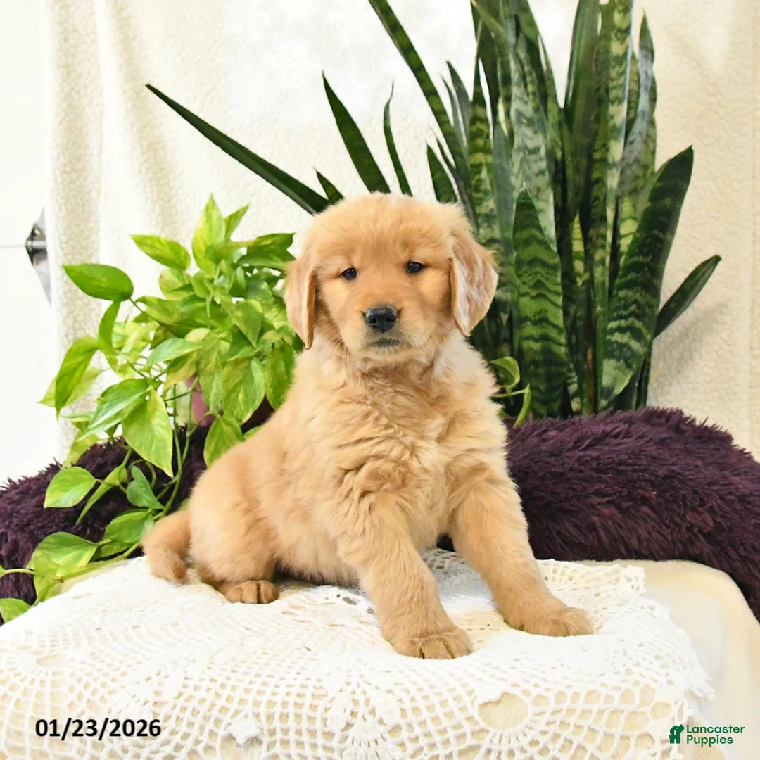 Golden Retriever dogs for sale: Toby - Ad 2