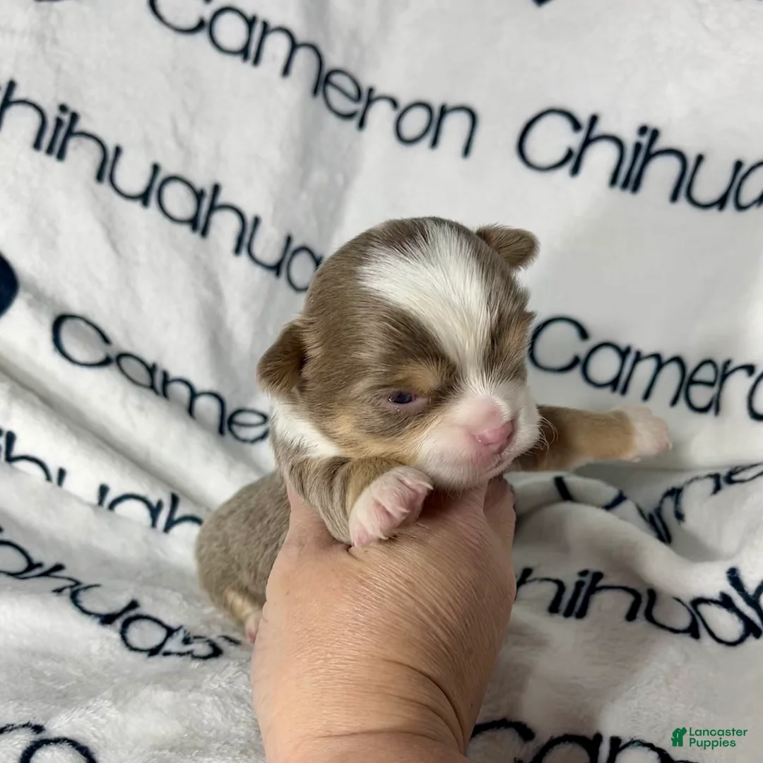 Chihuahua dogs for sale: Graham Lavender Long Coat - Ad 11