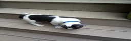 Boston Terrier dogs for sale: Ronnie - Ad 4