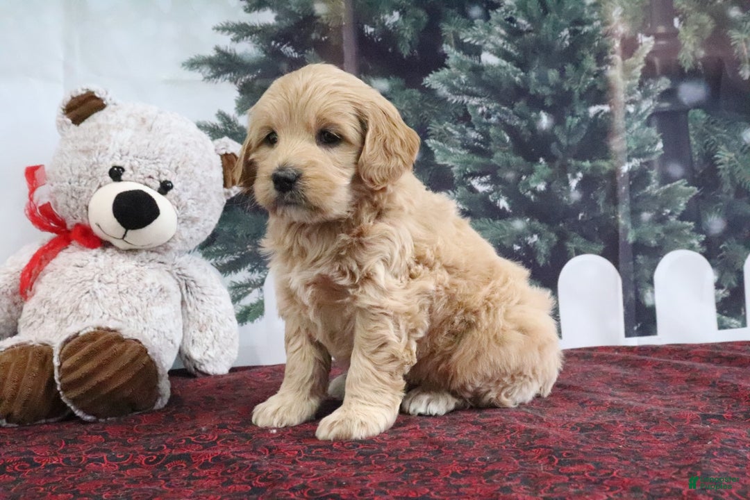 Mini Goldendoodle dogs for sale: Lulu - Ad 5