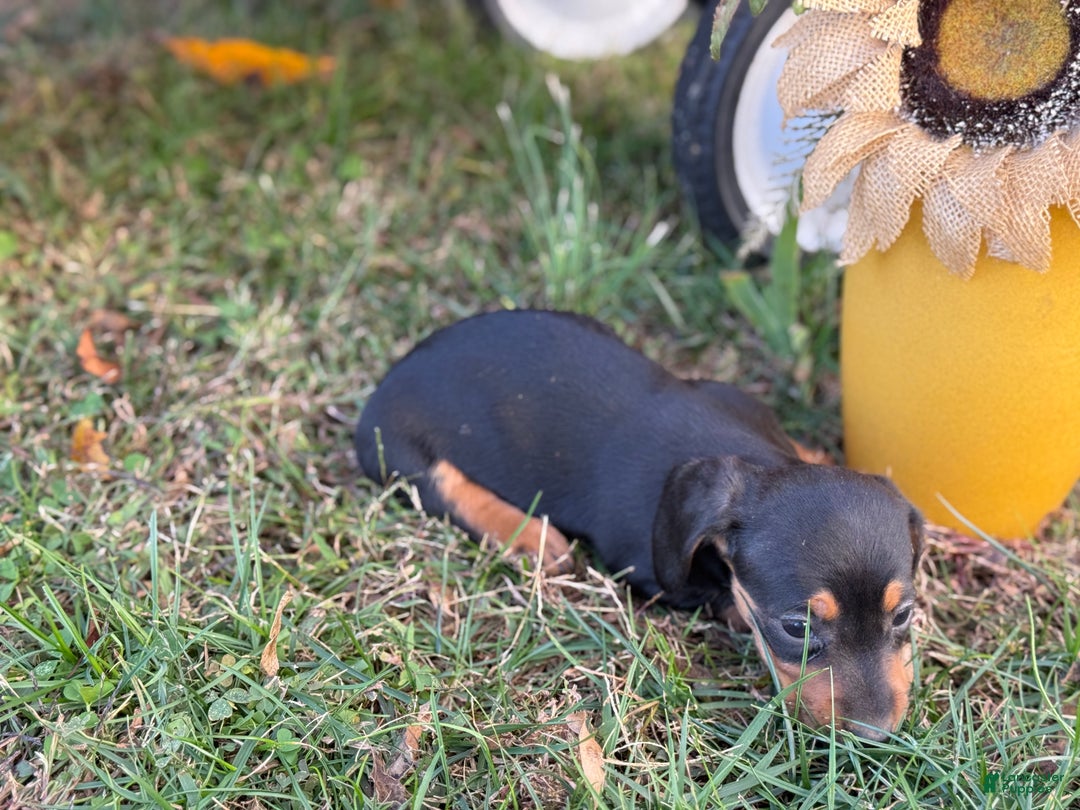 Miniature Dachshund dogs for sale: Camille - Ad 8