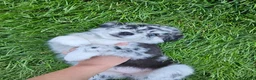Aussiedoodle dogs for sale: Aussiedoodle Puppy 1 - Ad 2