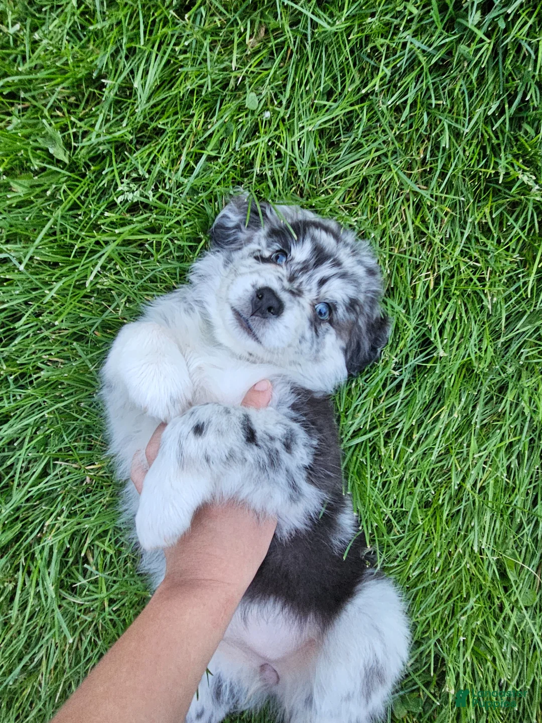 Aussiedoodle dogs for sale: Aussiedoodle Puppy 1 - Ad 2