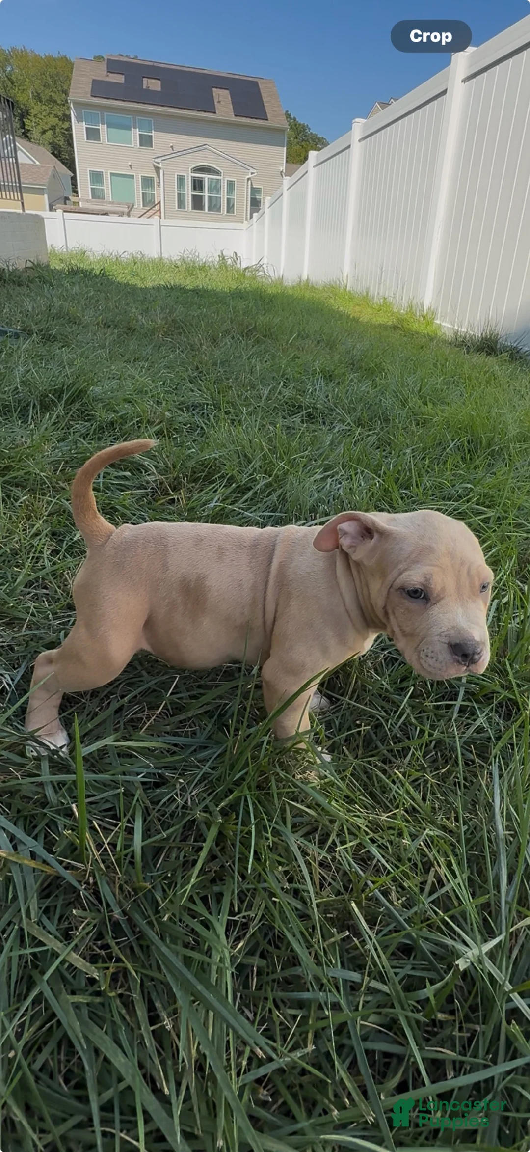 American Bully dogs for sale: American Bully 4 - Ad 2