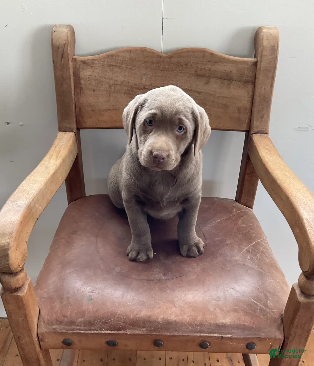 Labrador Retriever dogs for sale: Bella - Ad 5