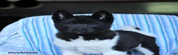 Akita dogs for sale: Sparkle - Ad 8