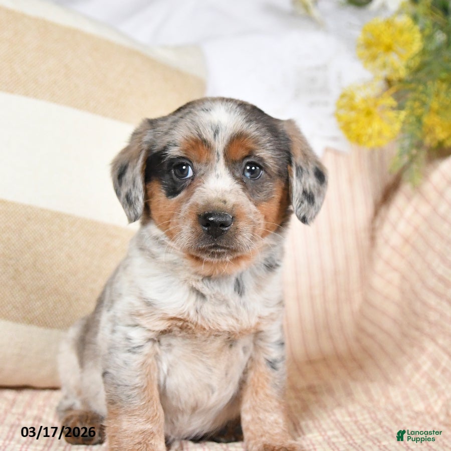 Mixed Breed dogs Chief - Ad 2