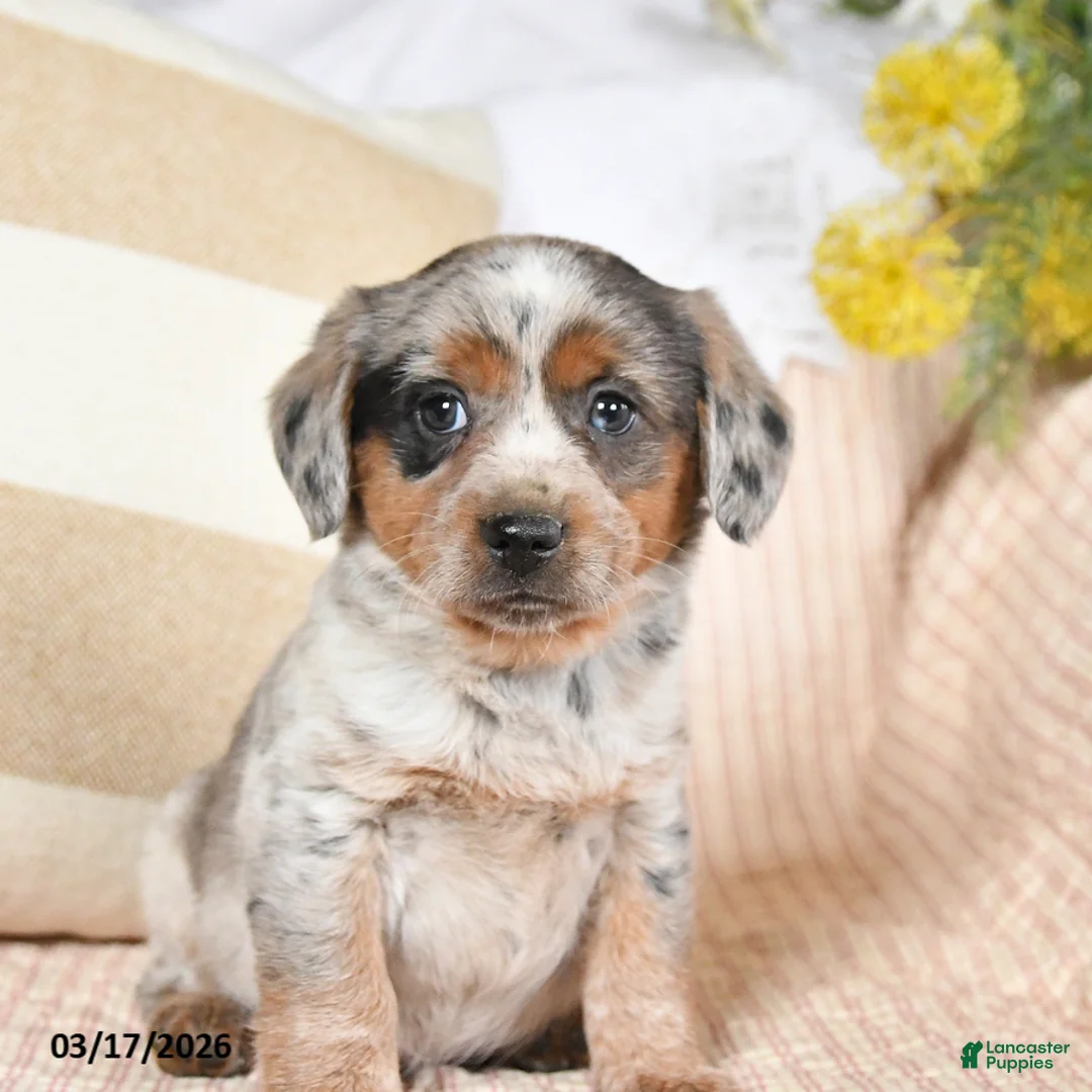Mixed Breed dogs for sale: Chief - Ad 2
