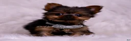 Yorkshire Terrier dogs for sale: Teacup Ruppie - Ad 6